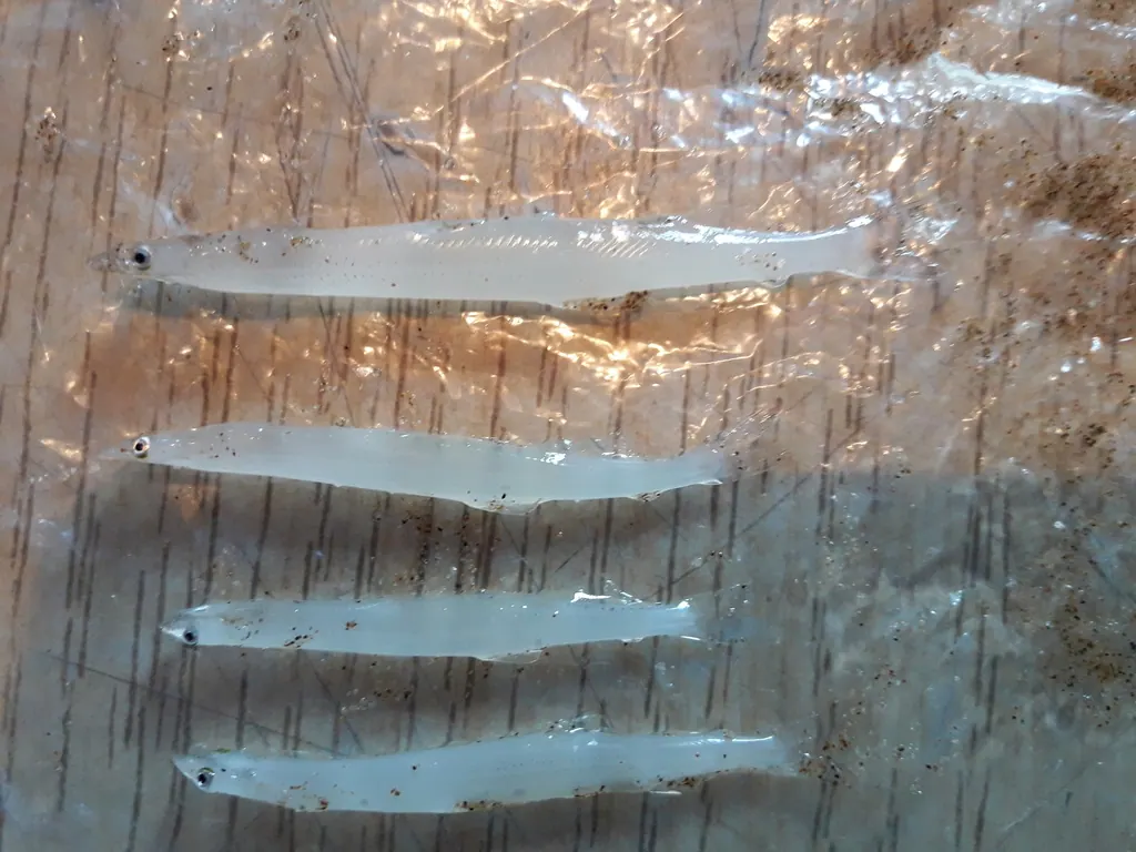 海银鱼现代生物参考照片