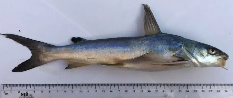 松鱼现代生物参考照片