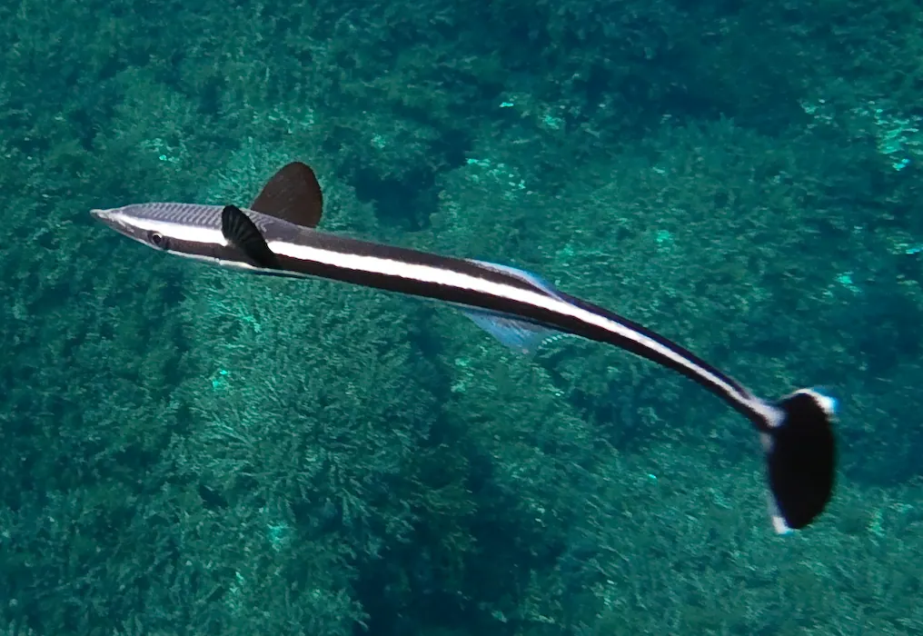 顶甲鱼现代生物参考照片