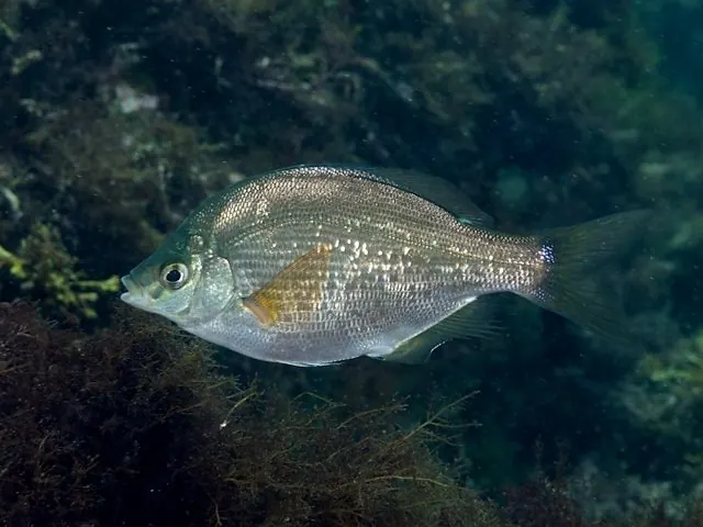海鲫鱼现代生物参考照片