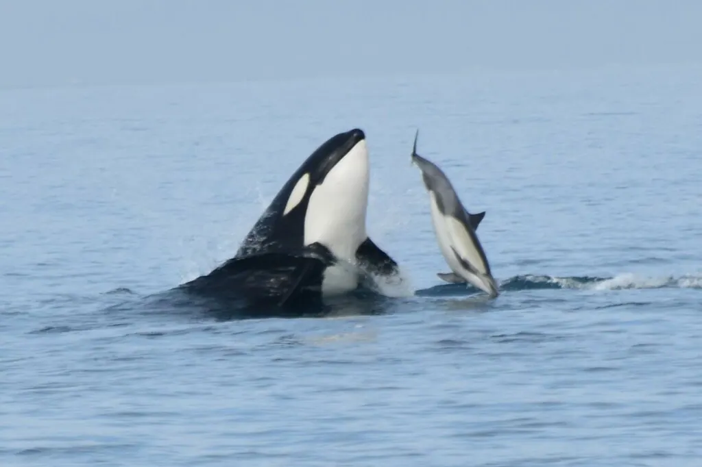 井鱼现代生物参考照片