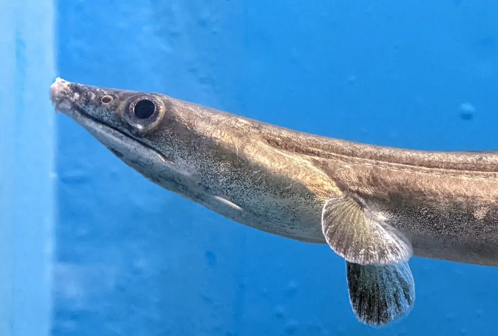 海鳗现代生物参考照片