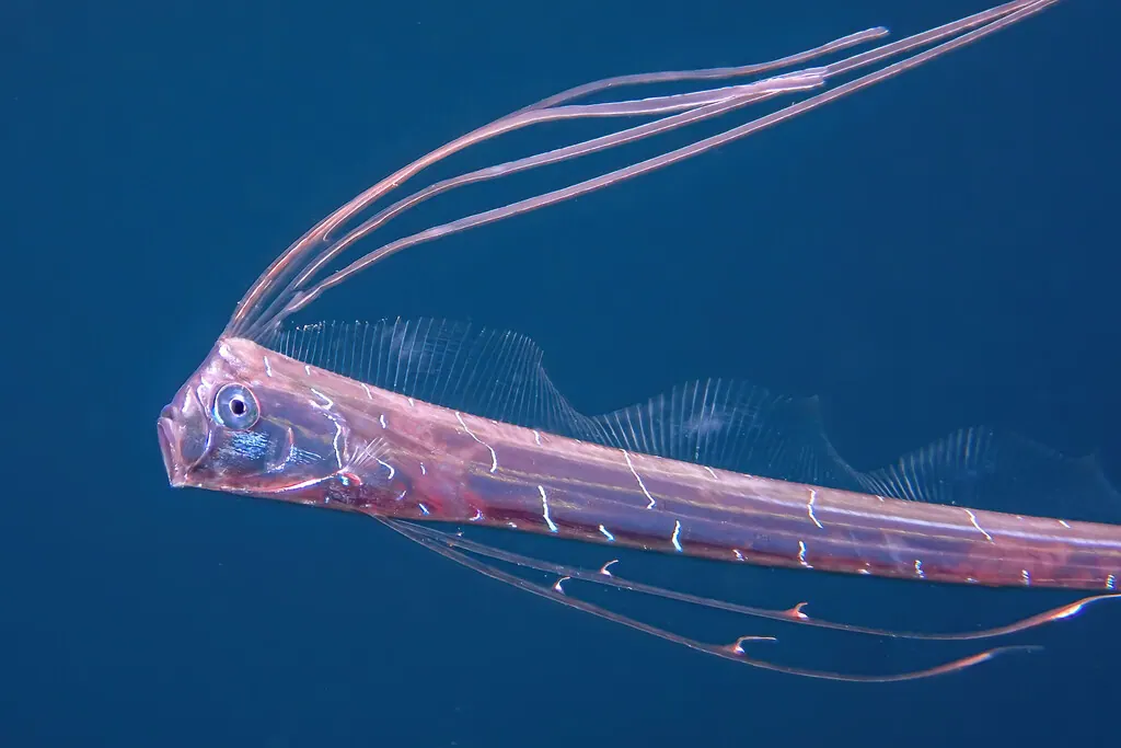 神龙现代生物参考照片