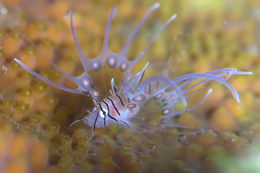 刺鱼现代生物参考照片