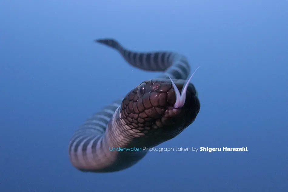 海蛇现代生物参考照片