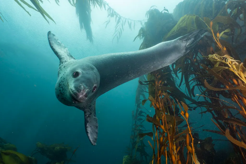 海虎现代生物参考照片