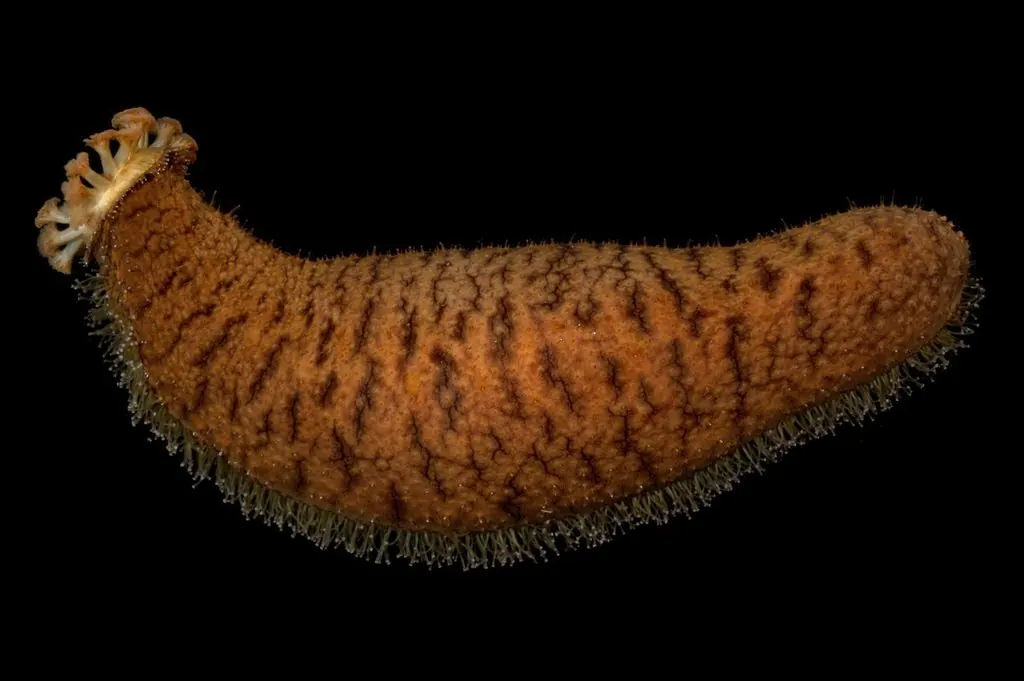 海鼠现代生物参考照片