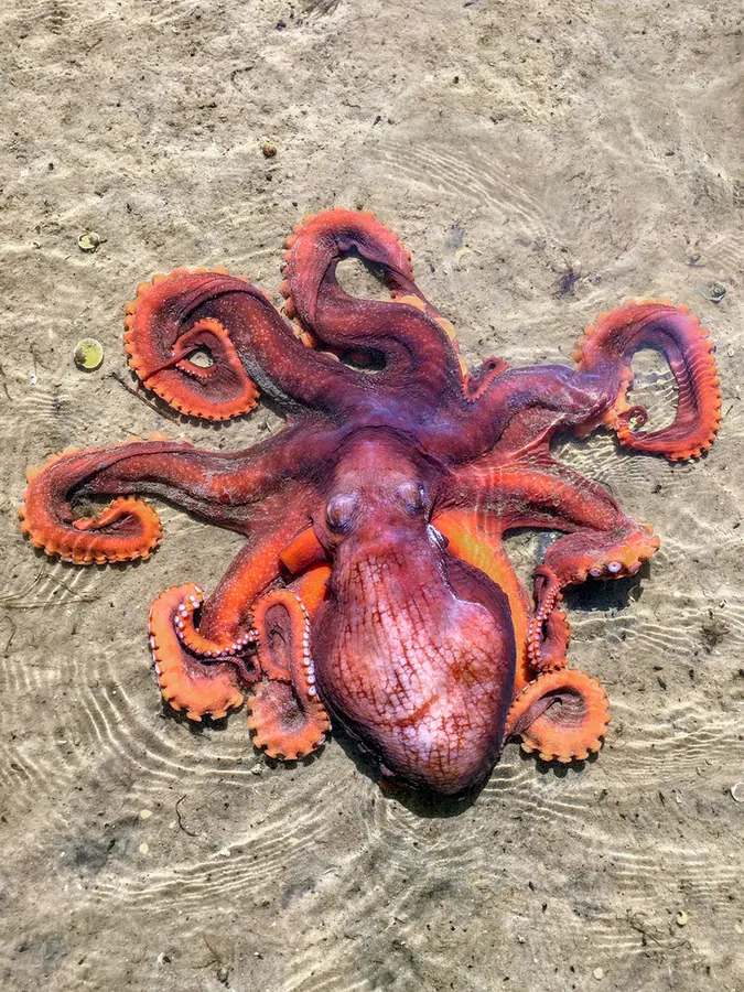 鬼头鱼现代生物参考照片