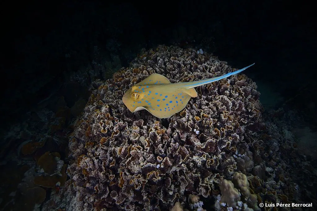 鲼鱼现代生物参考照片