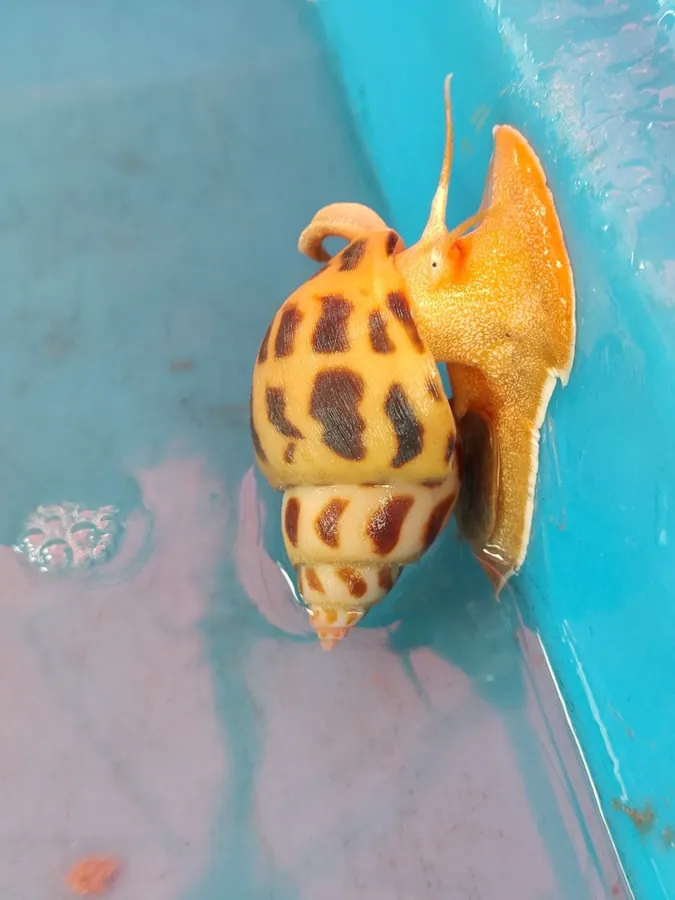 花螺现代生物参考照片
