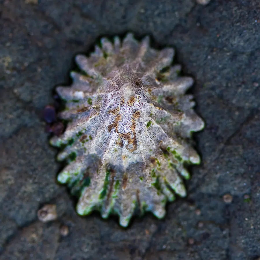 石门螺现代生物参考照片