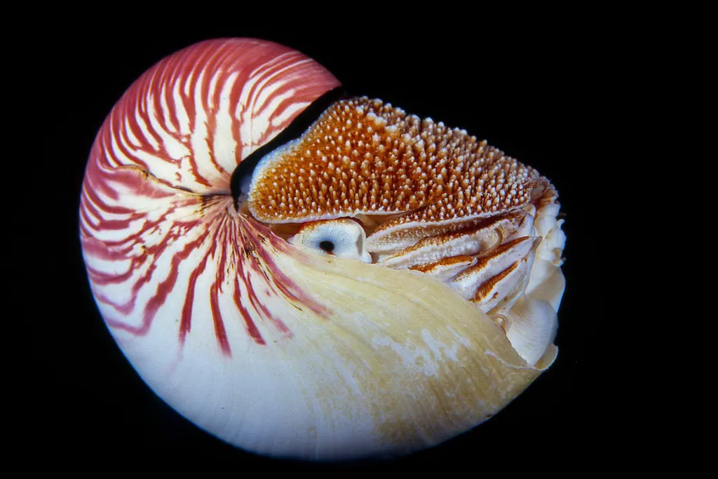 化生螺现代生物参考照片