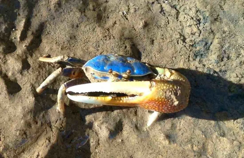 招潮蟹现代生物参考照片