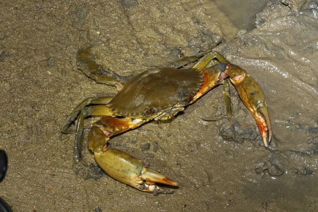 蝤蛑现代生物参考照片
