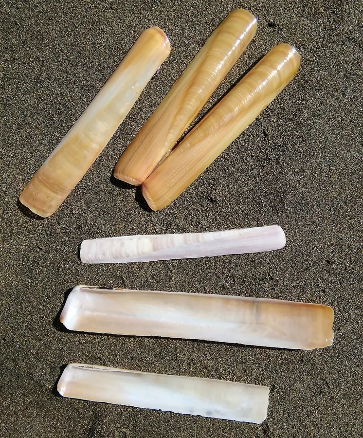 蟞蝔现代生物参考照片