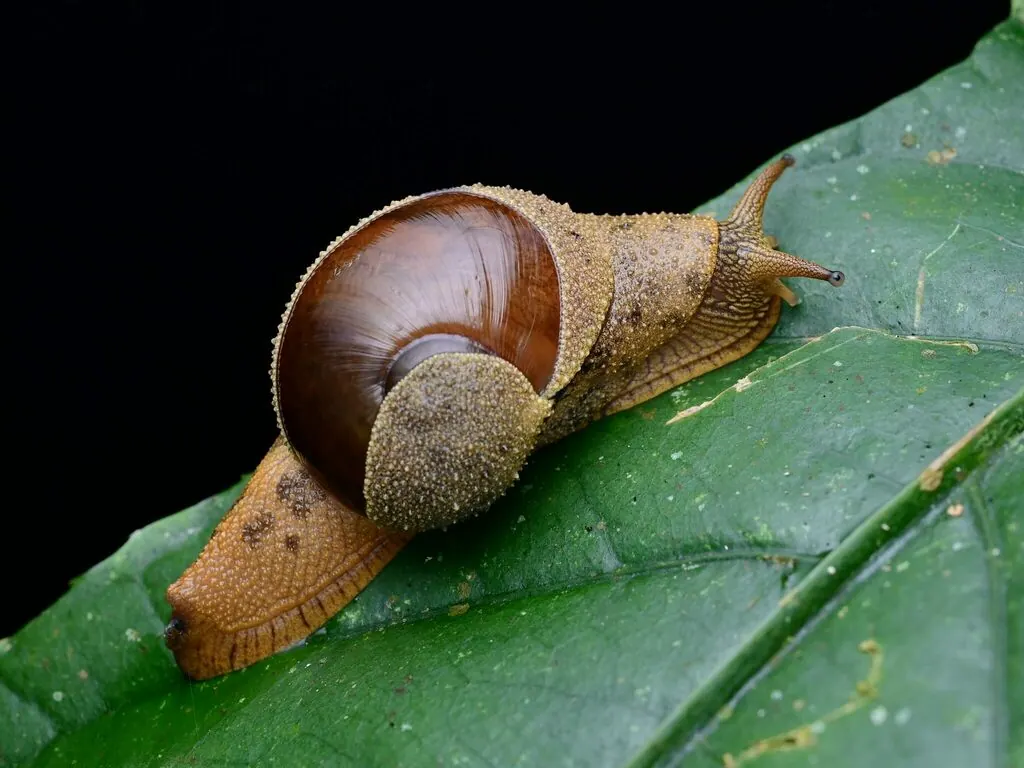 拖脐螂现代生物参考照片