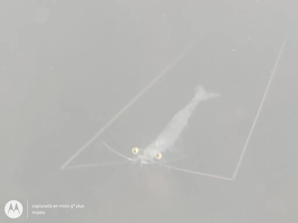 白虾现代生物参考照片