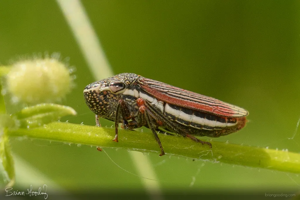 紫虾现代生物参考照片