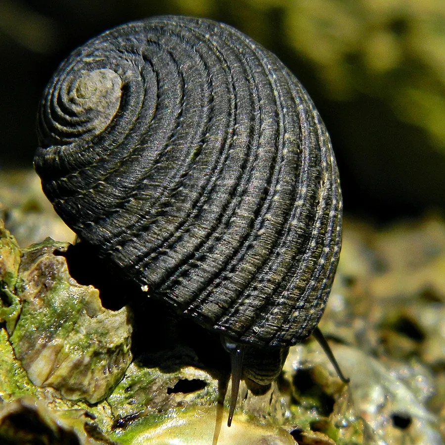 短蛳现代生物参考照片