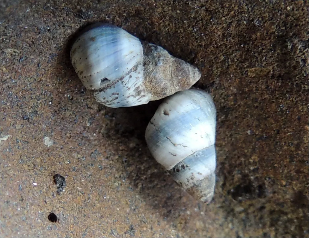 铜蛳现代生物参考照片