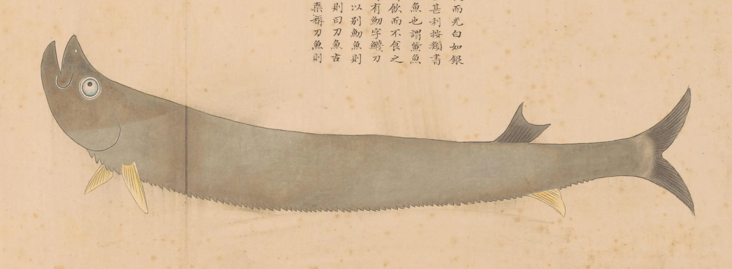 鱽鱼