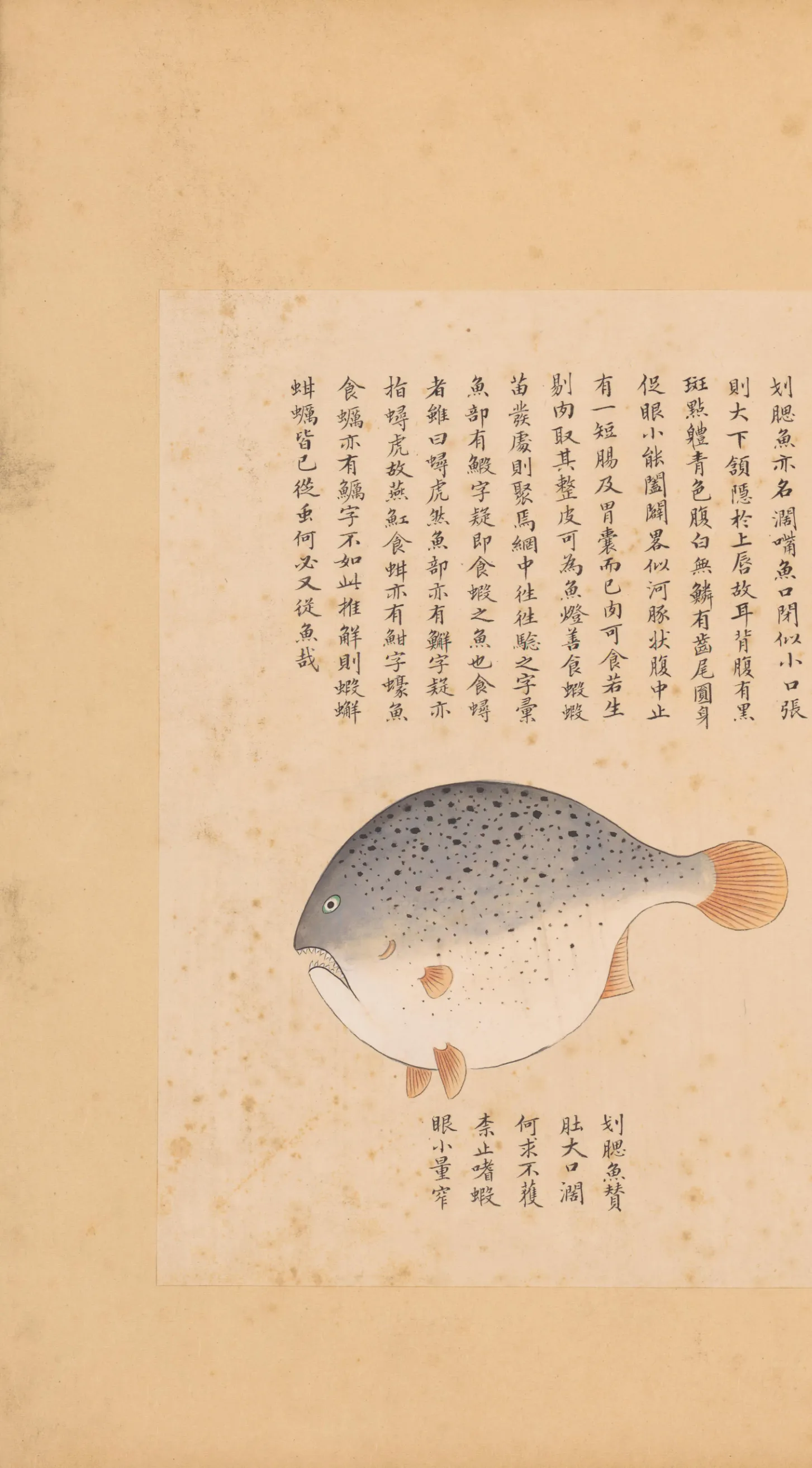 划腮鱼
