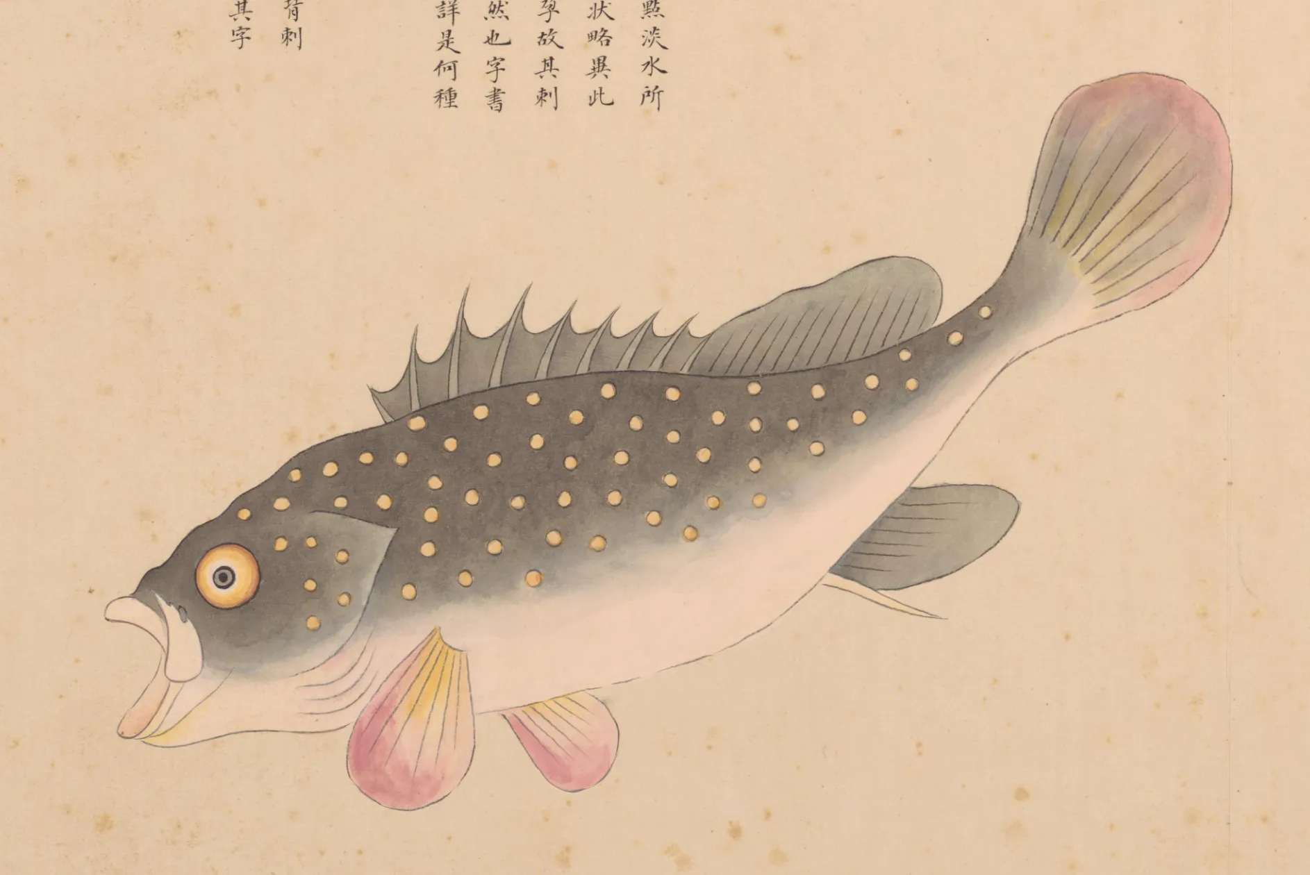 海鱘