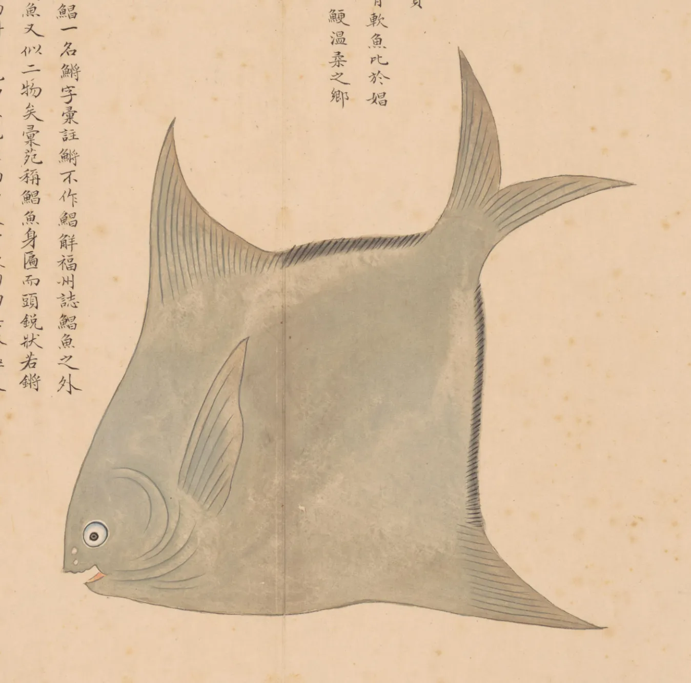 鲳鱼