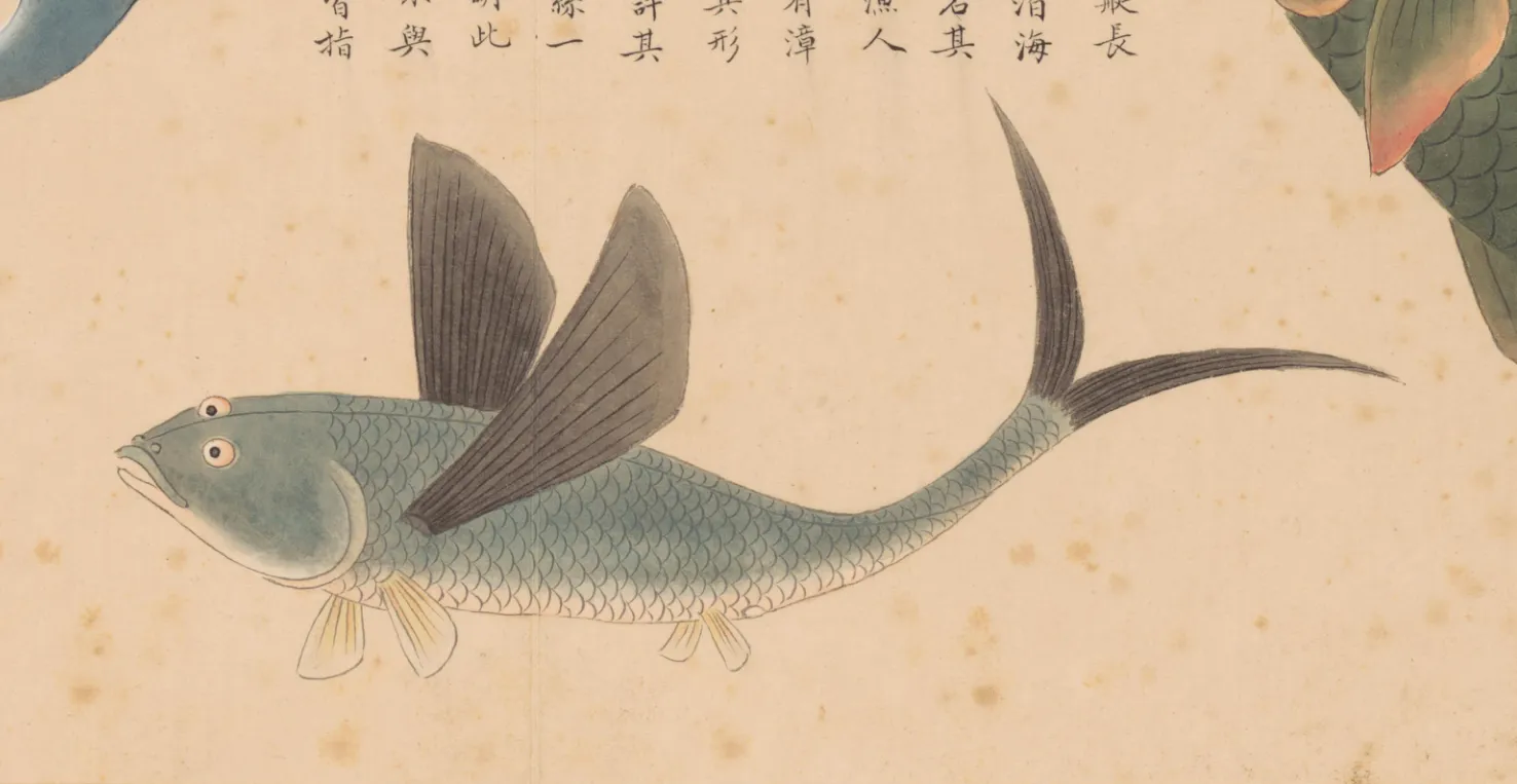 鹞毛鱼