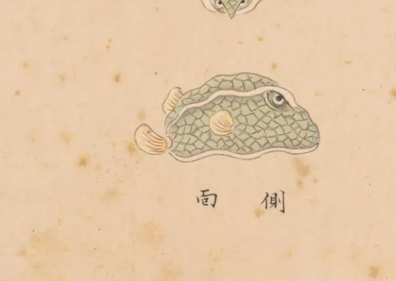 鳏鱼