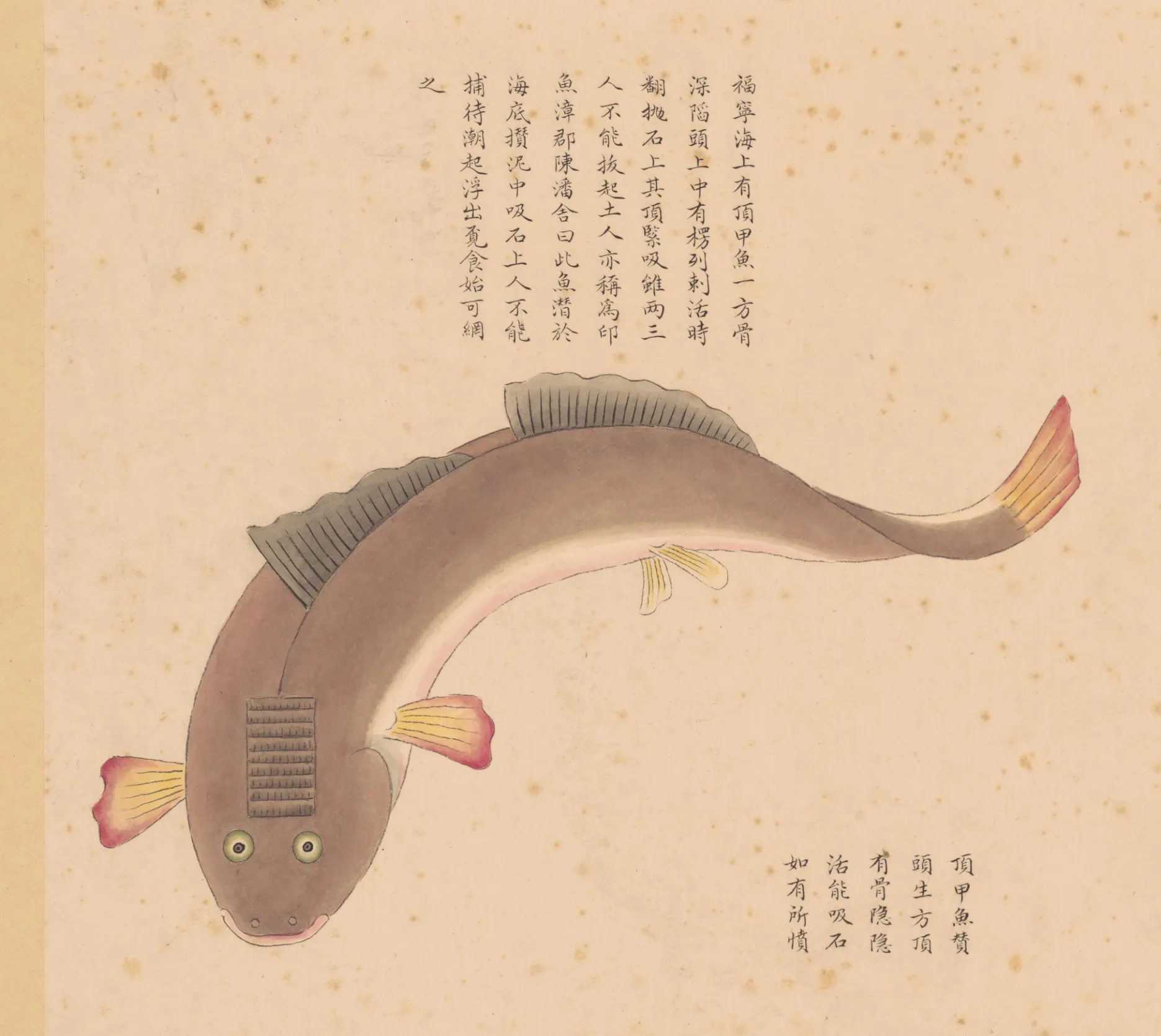 顶甲鱼