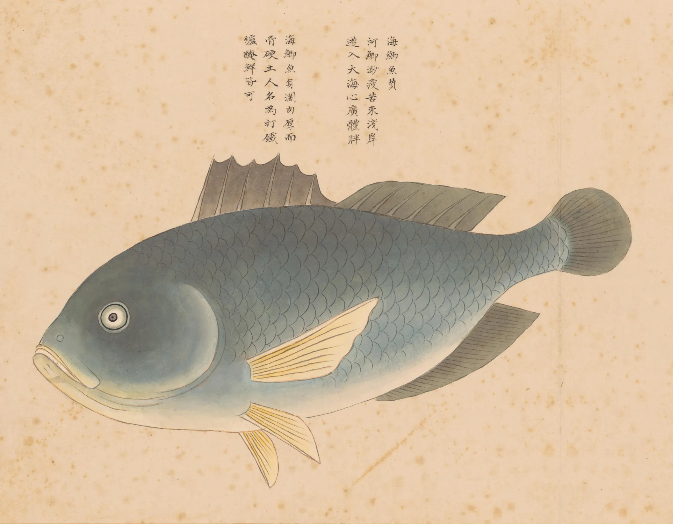 海鲫鱼