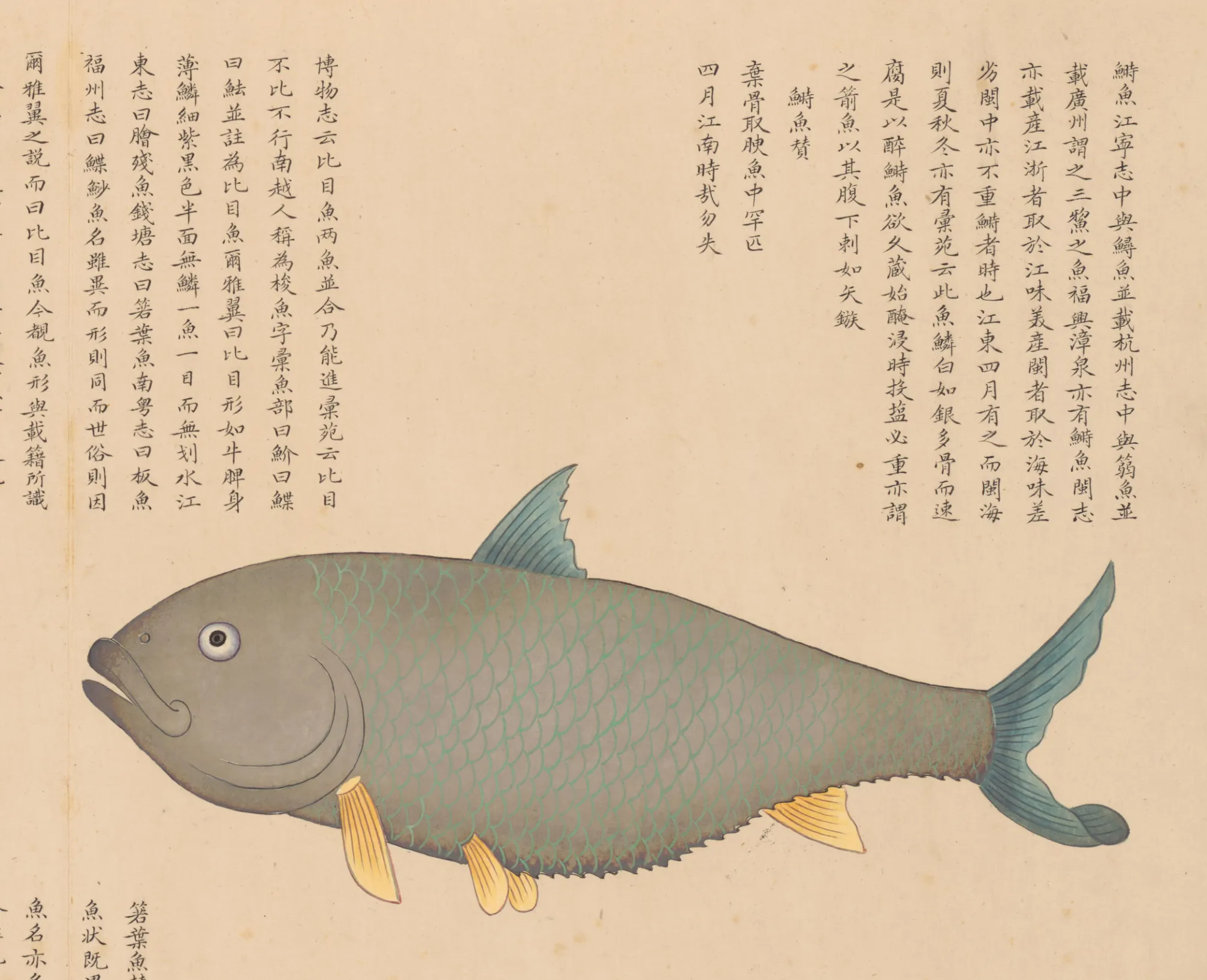 箬鱼