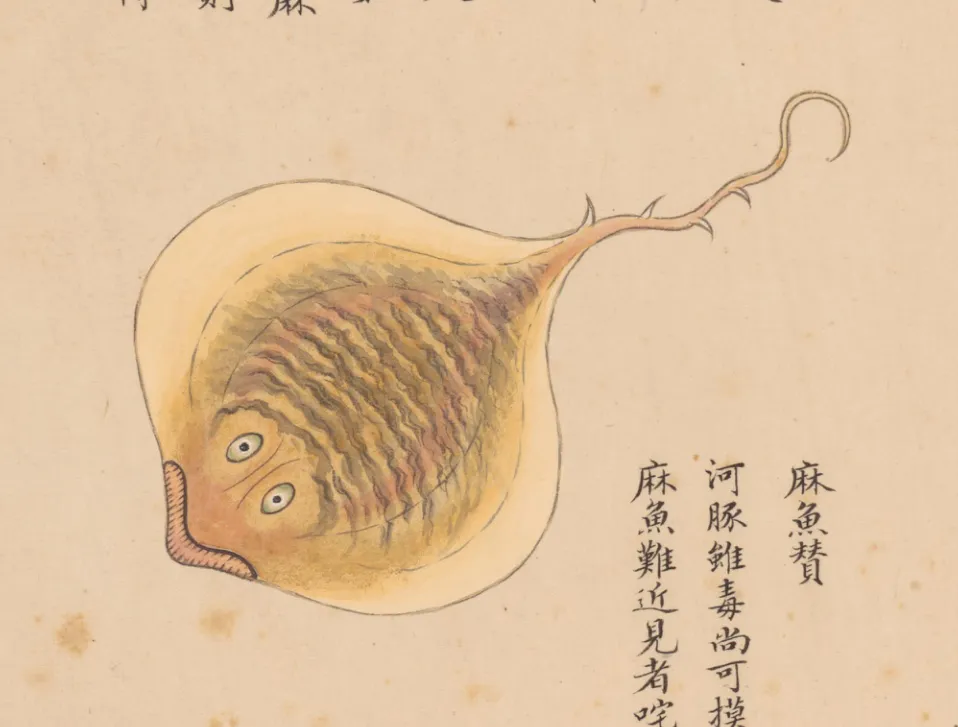 麻鱼