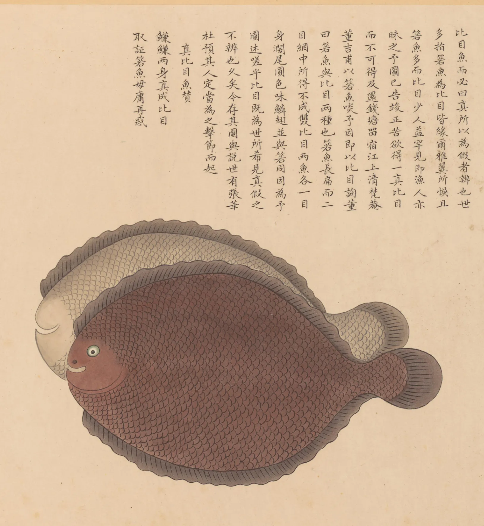 比目鱼