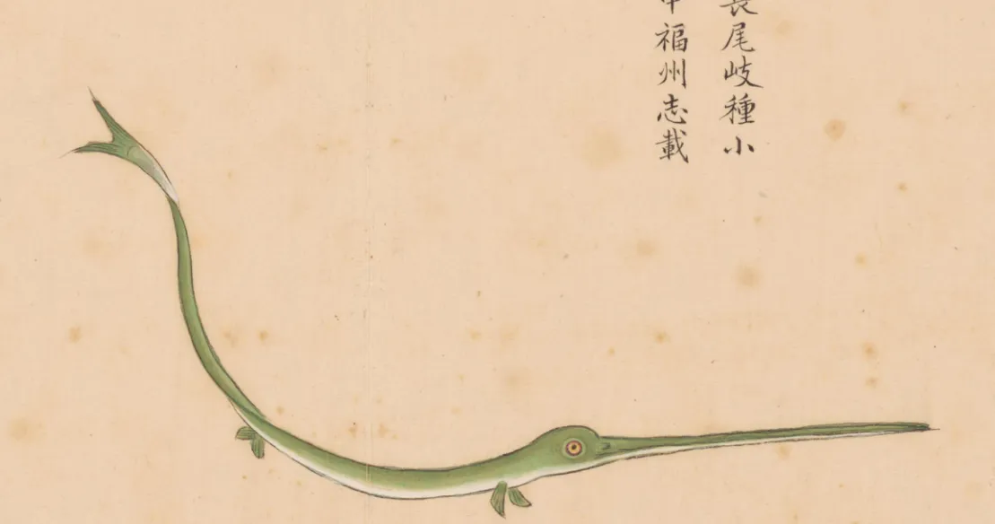 竹鱼