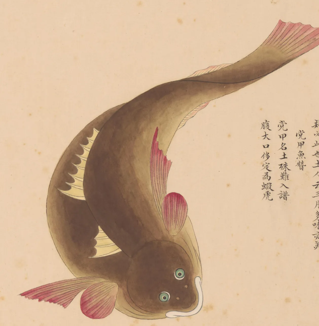 兜甲鱼