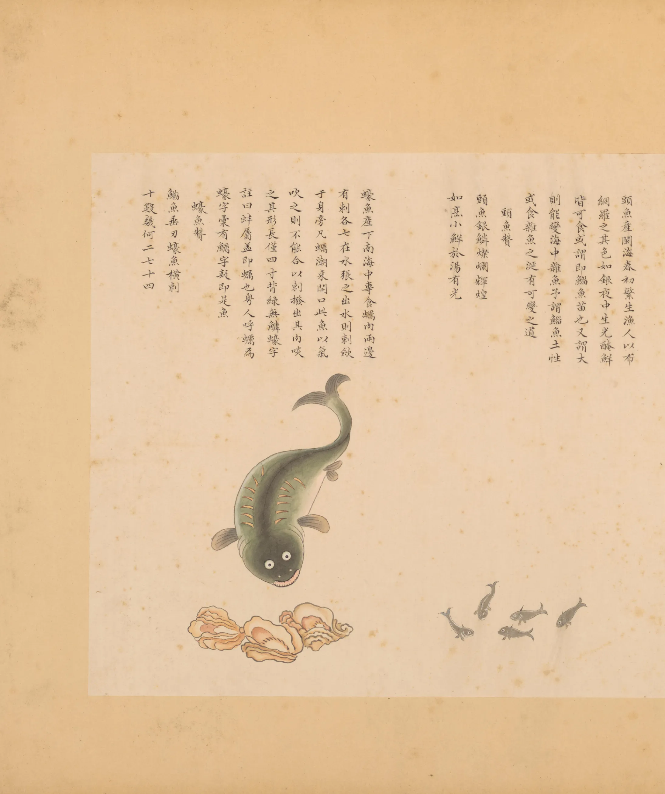 蠓鱼