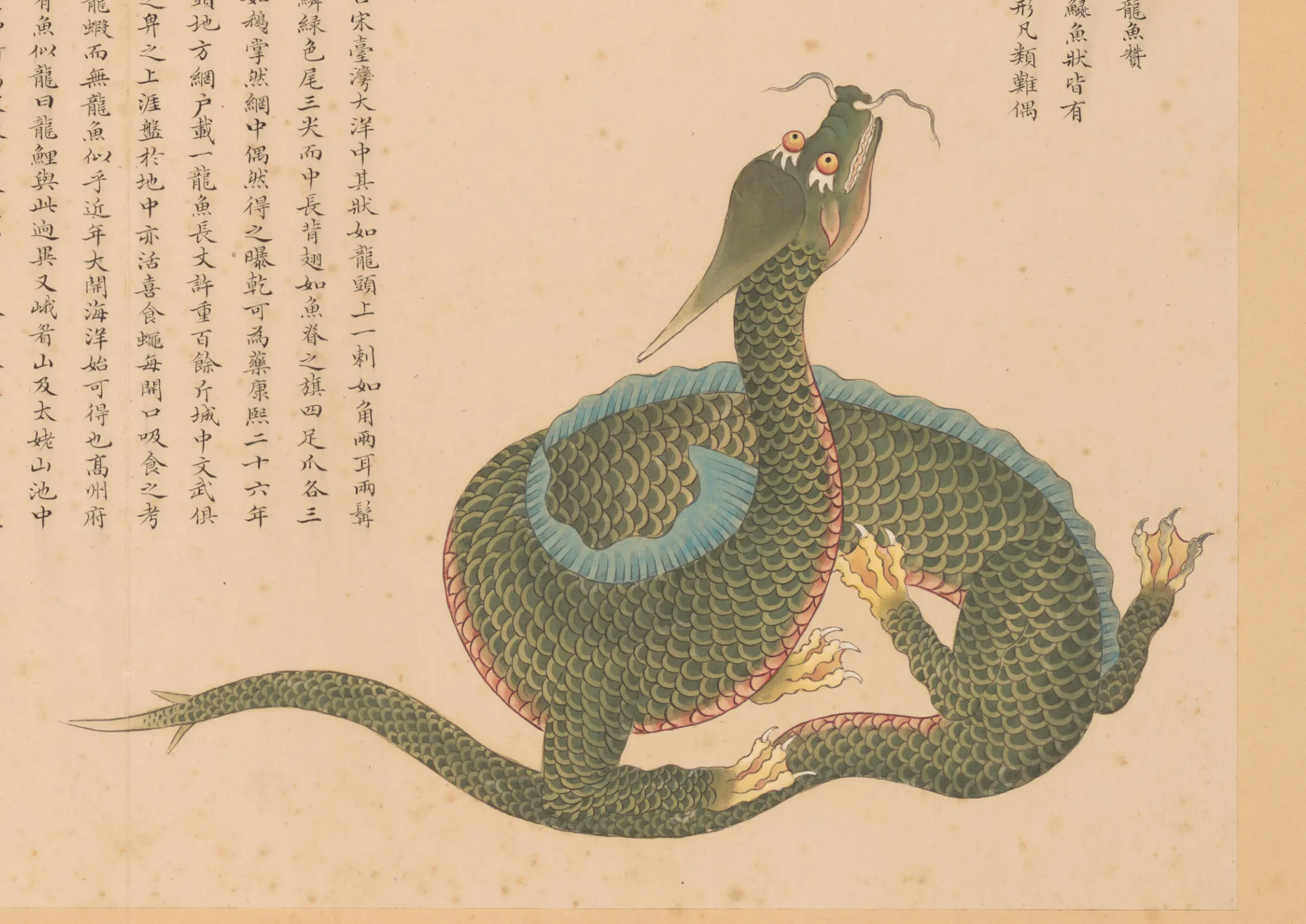 龙鱼