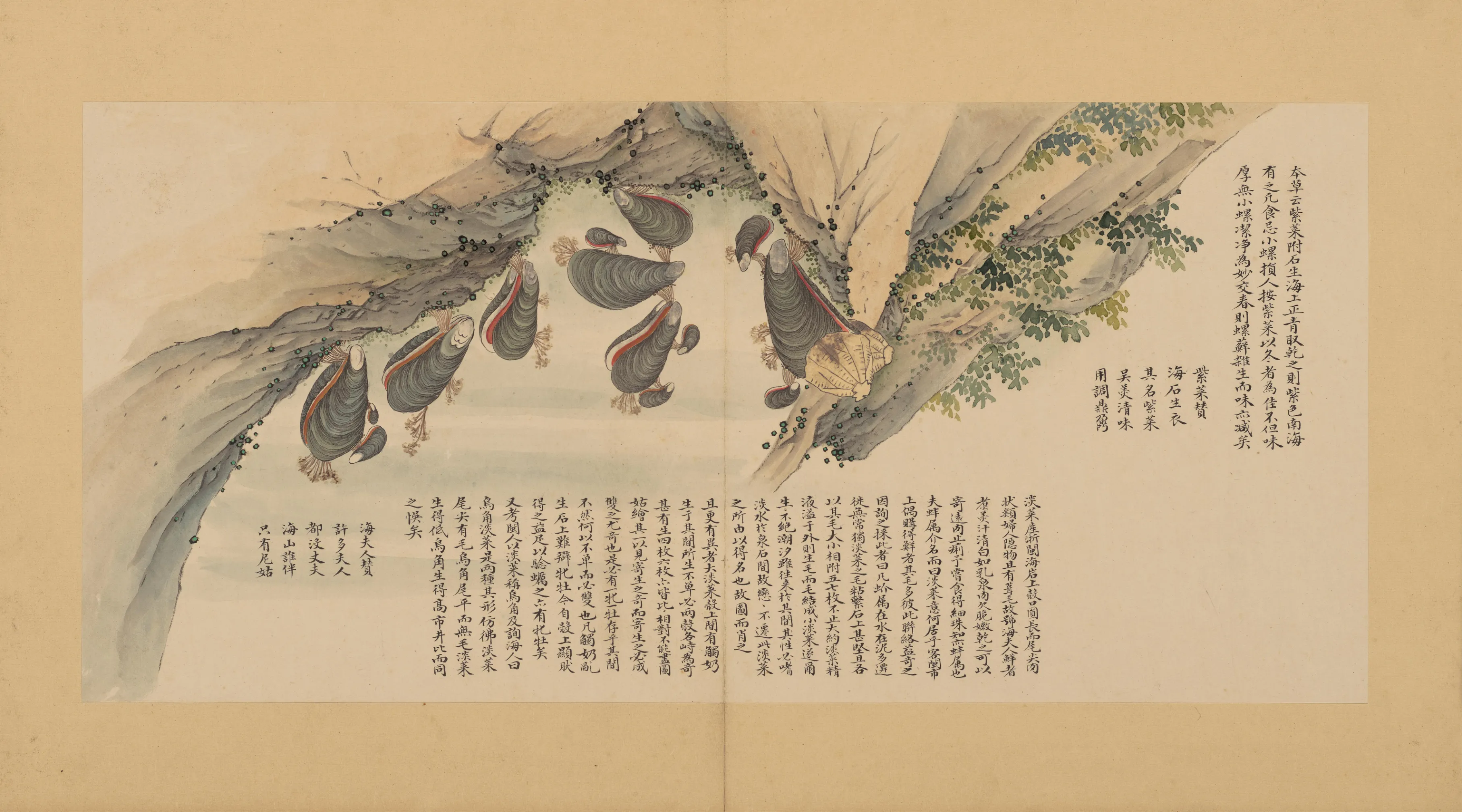 燕窝