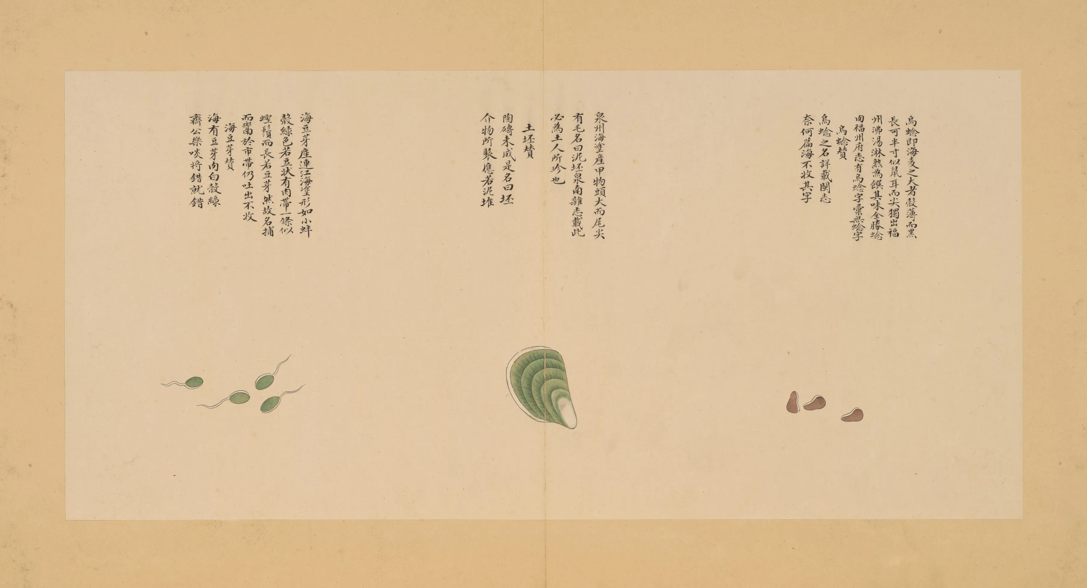 江瑶柱