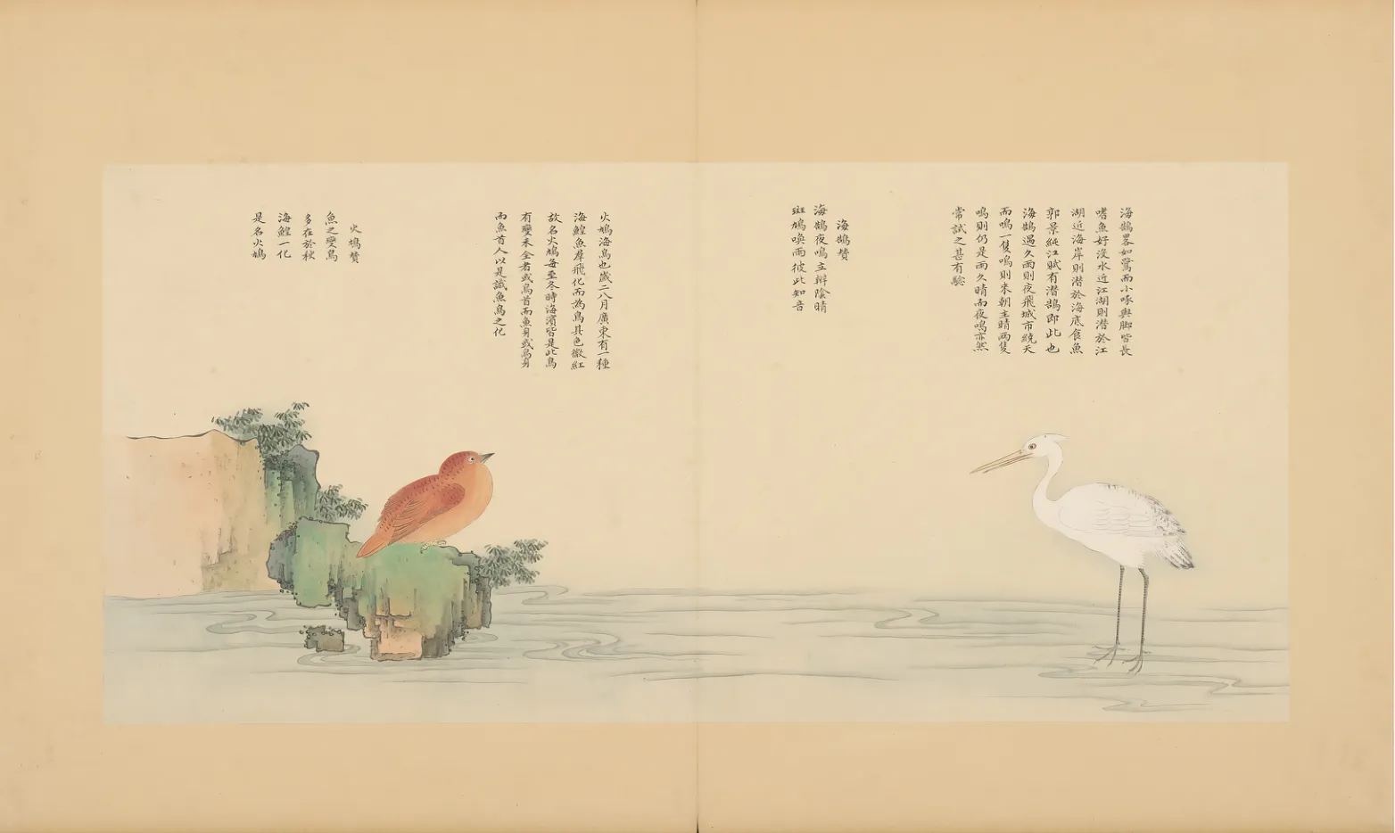 海鹳