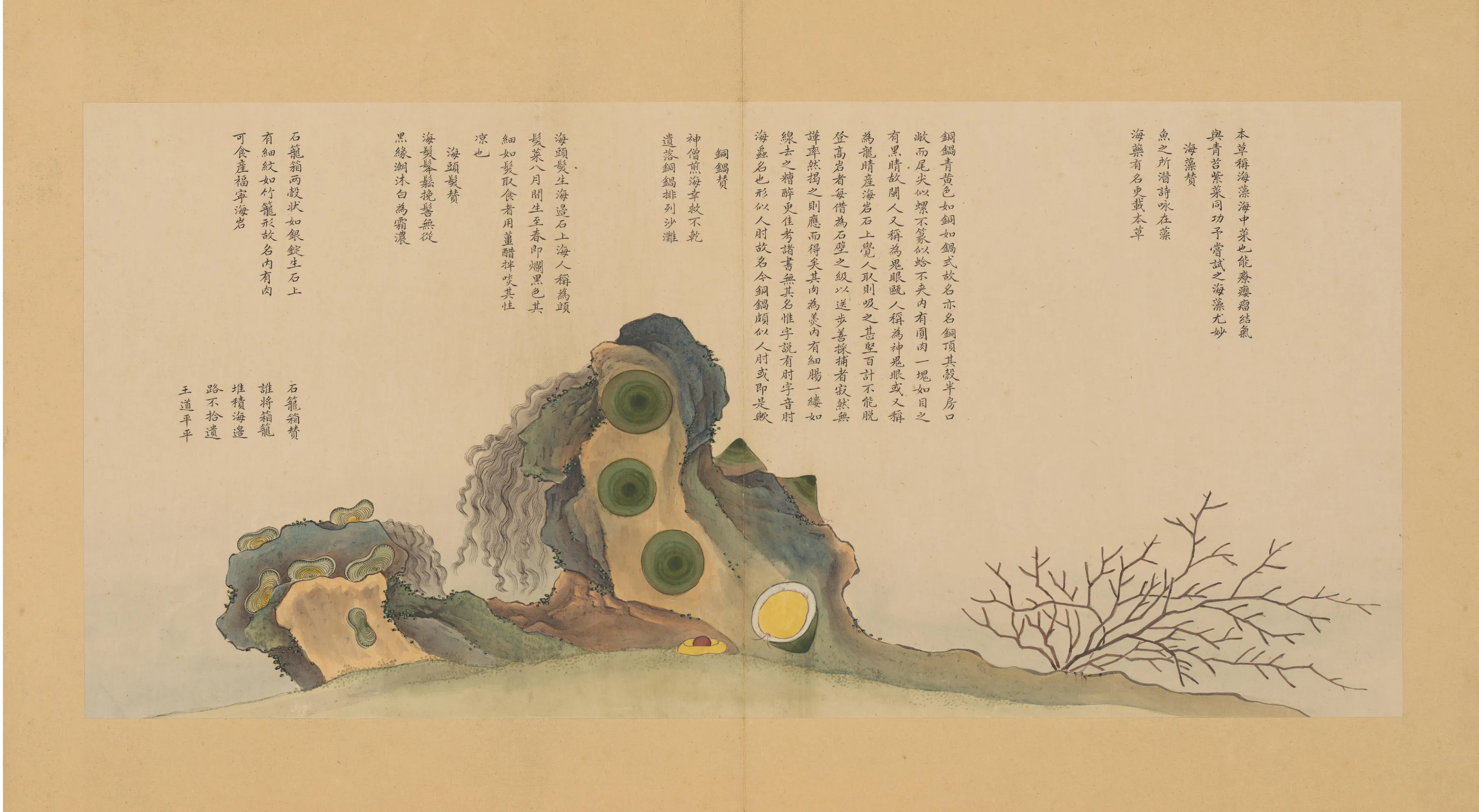马蹄蛏