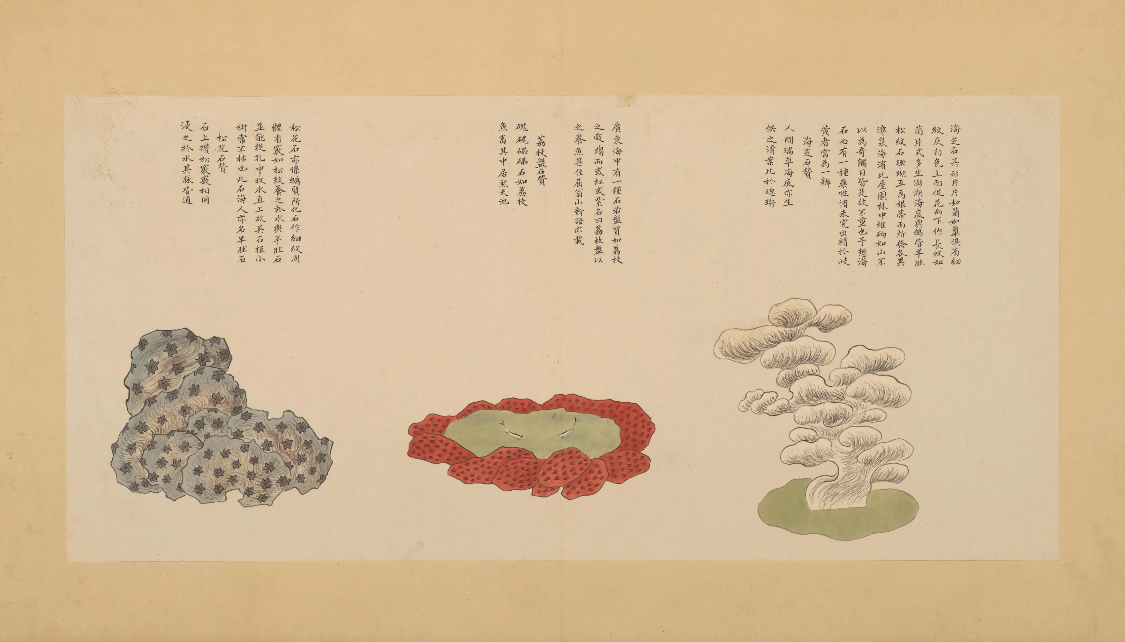 紫菜