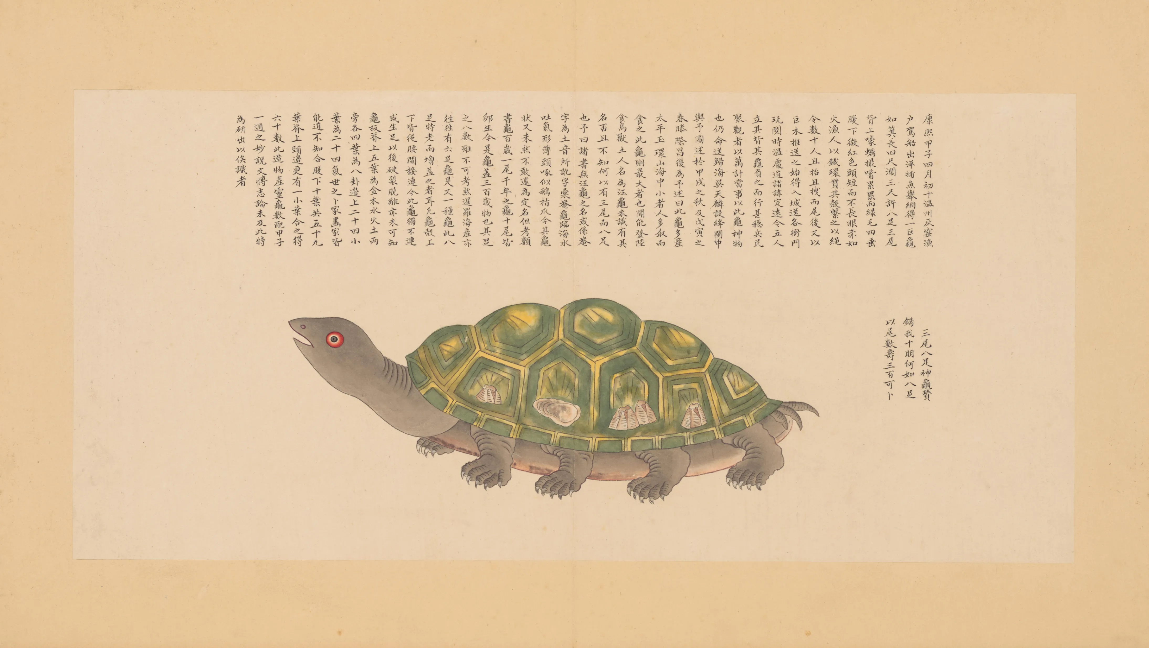 龙虱