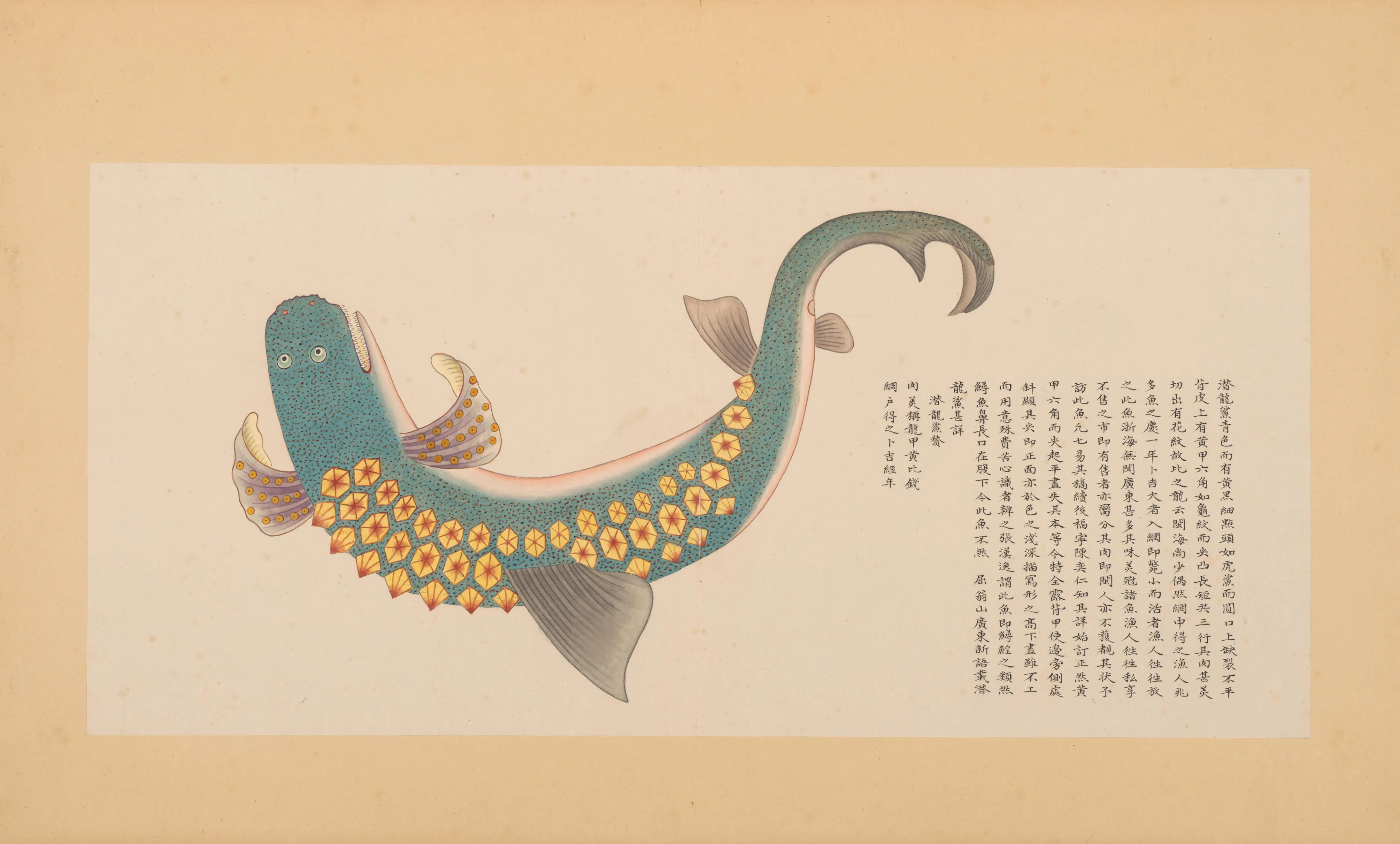潜龙鲨