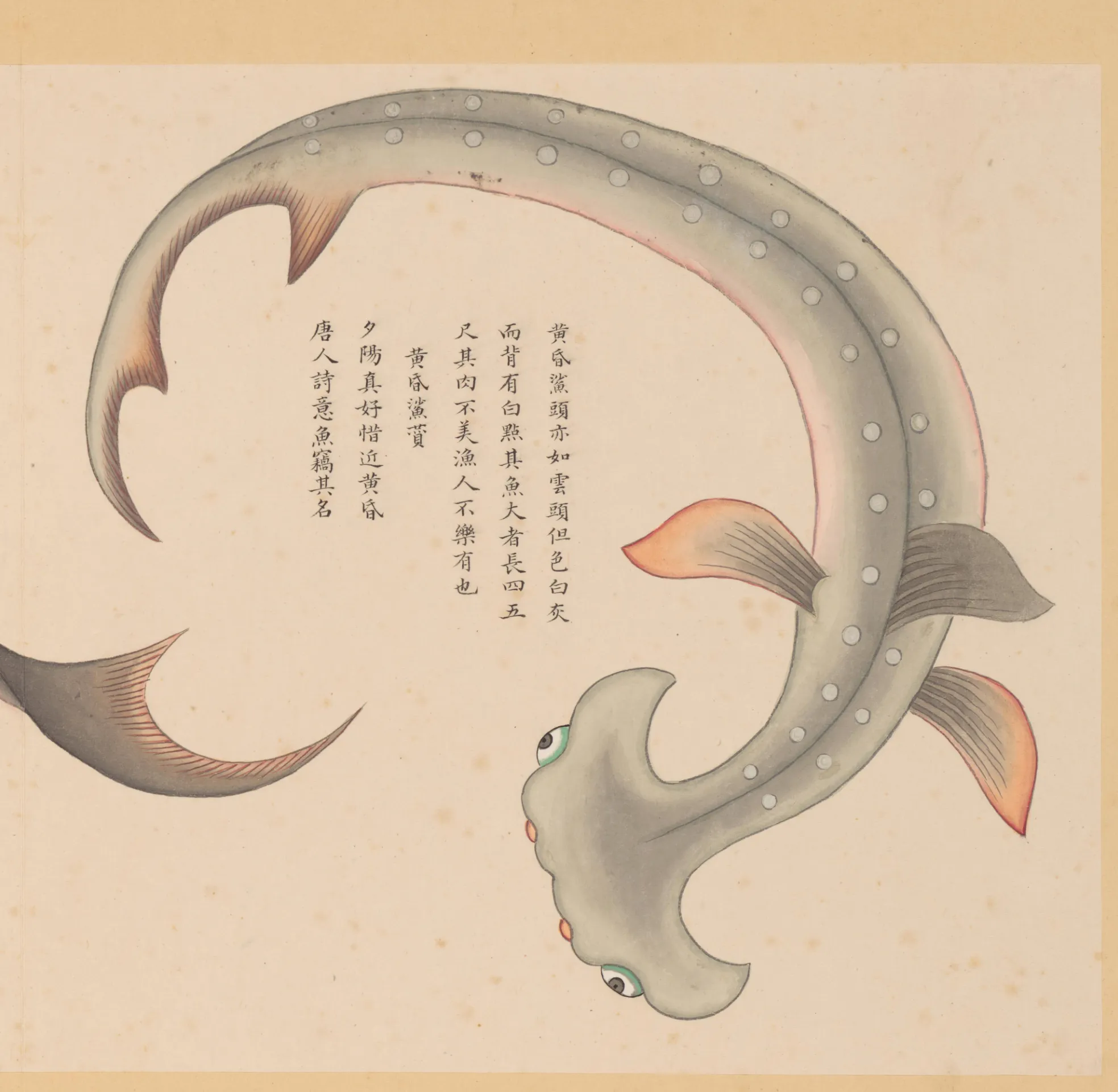 双髻鲨