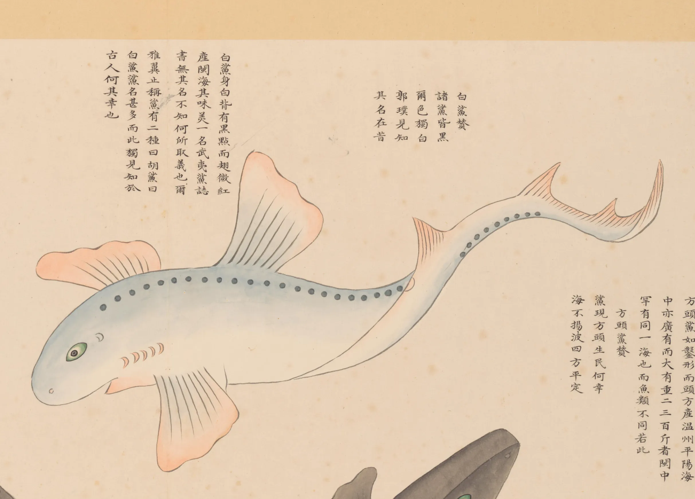 白鲨
