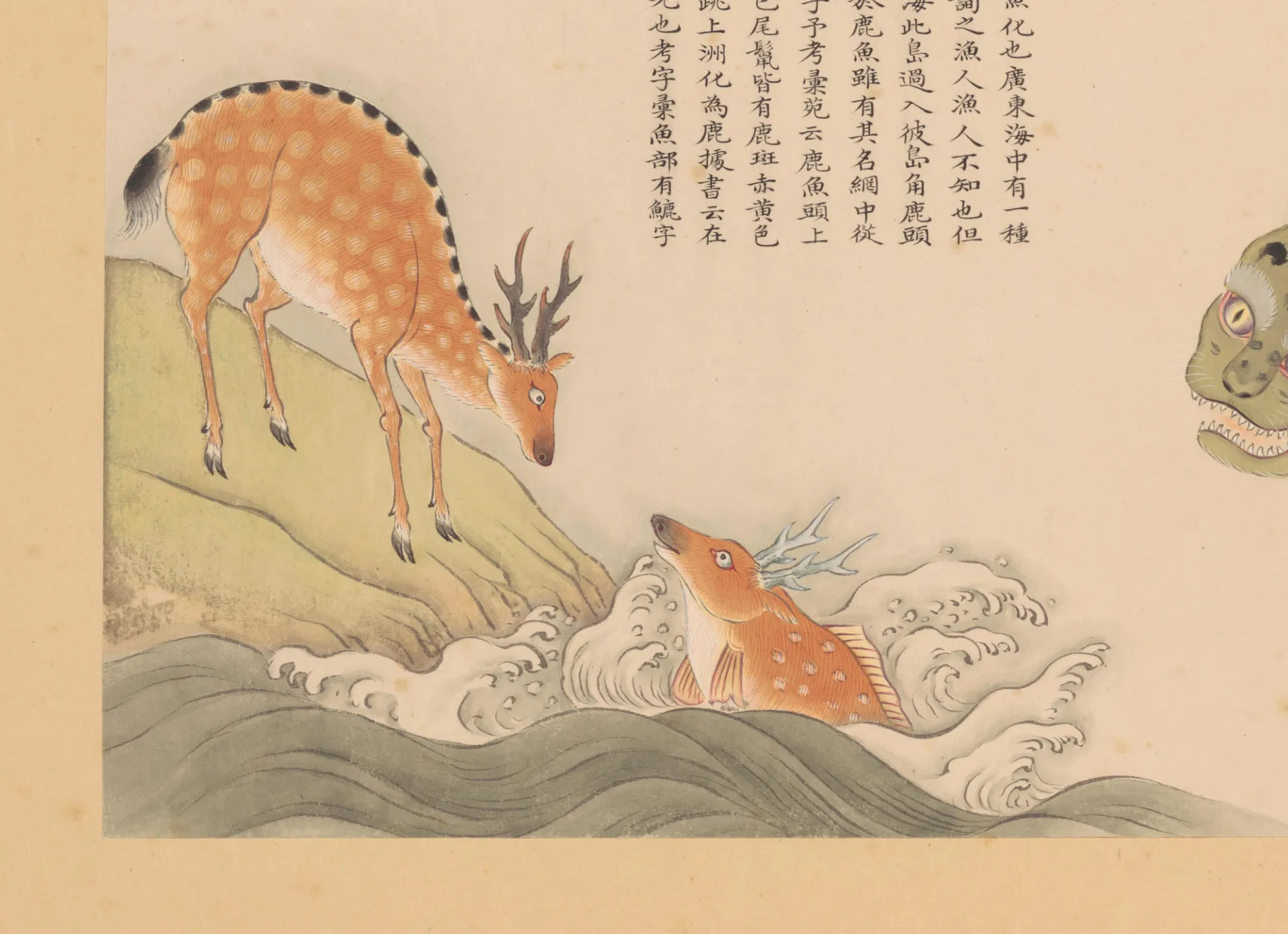 鹿鱼