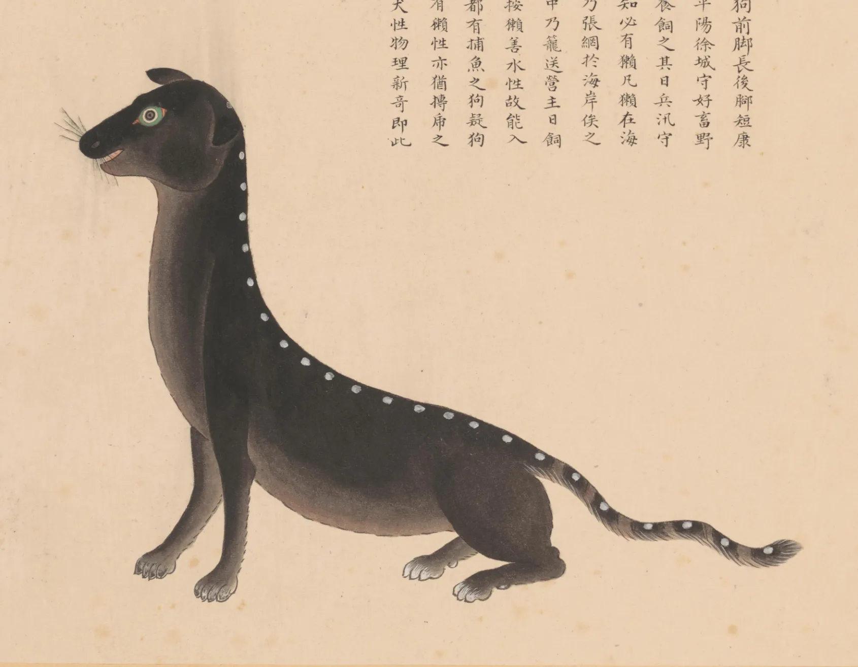 海獭